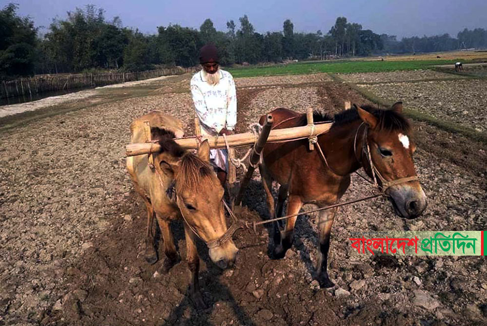 ঘোড়া দিয়ে চাষ করে জীবিকার চাকা ঘোরাচ্ছেন নজু 