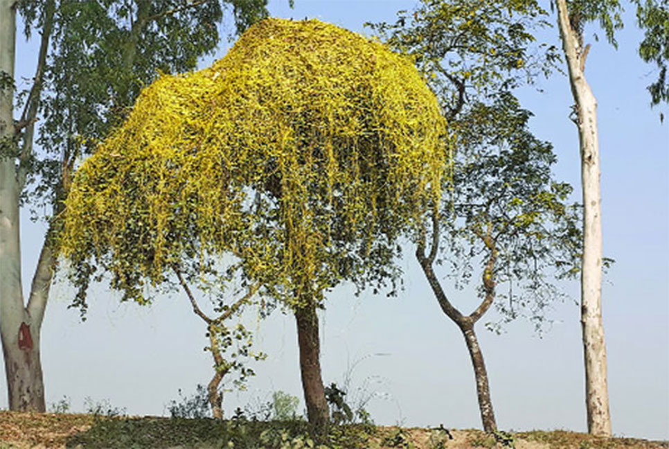 হারিয়ে যাচ্ছে আলোকলতা