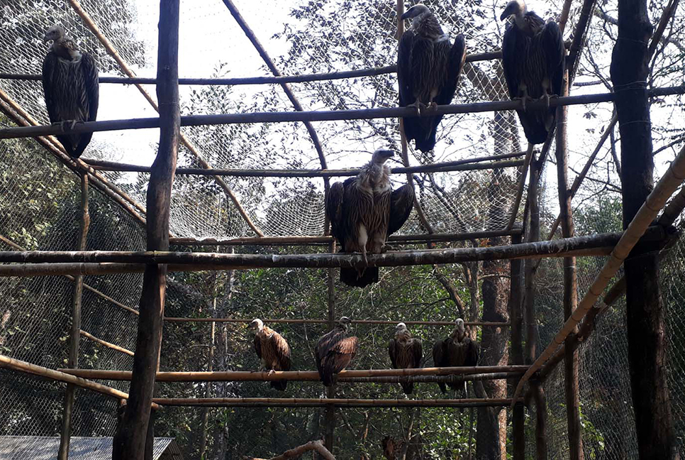 অবমুক্তির অপেক্ষায় ১২টি বিরল প্রজাতির শকুন