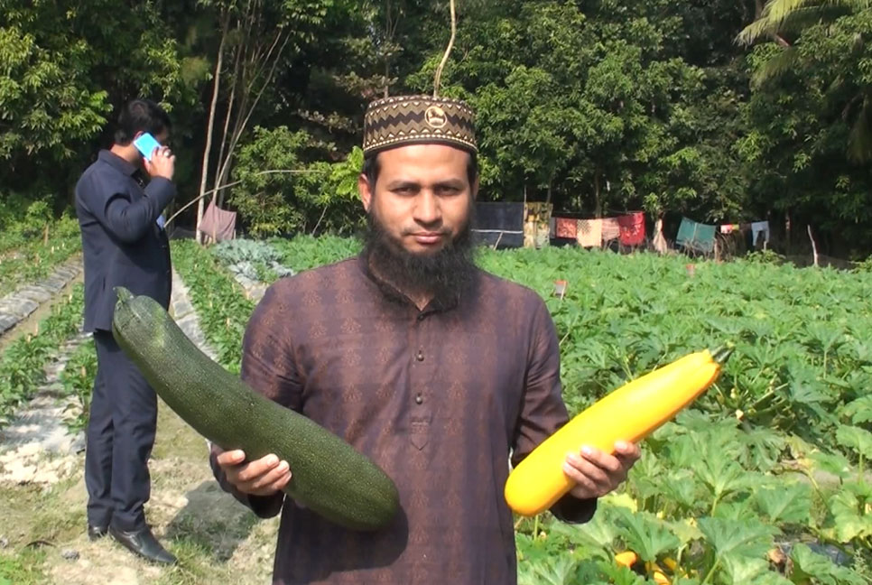 মধ্যপ্রাচ্যের সবজি স্কোয়াশ চাষ হচ্ছে এখন দেশের মাটিতেই