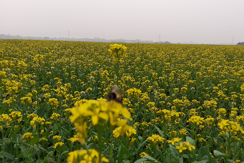 কুমিল্লায় বাড়ছে সরিষার চাষ