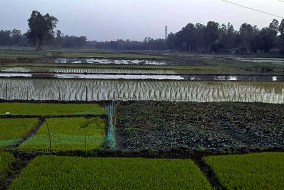 ইছামতি নদী এখন চাষাবাদের ক্ষেত!