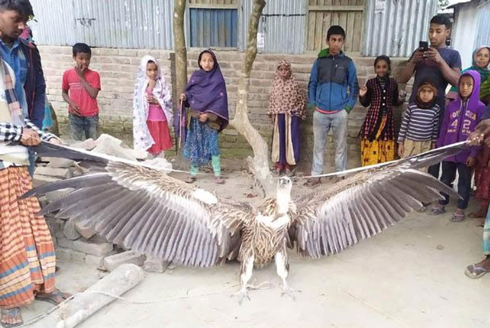 উলিপুরে বিরল প্রজাতির শকুন উদ্ধার