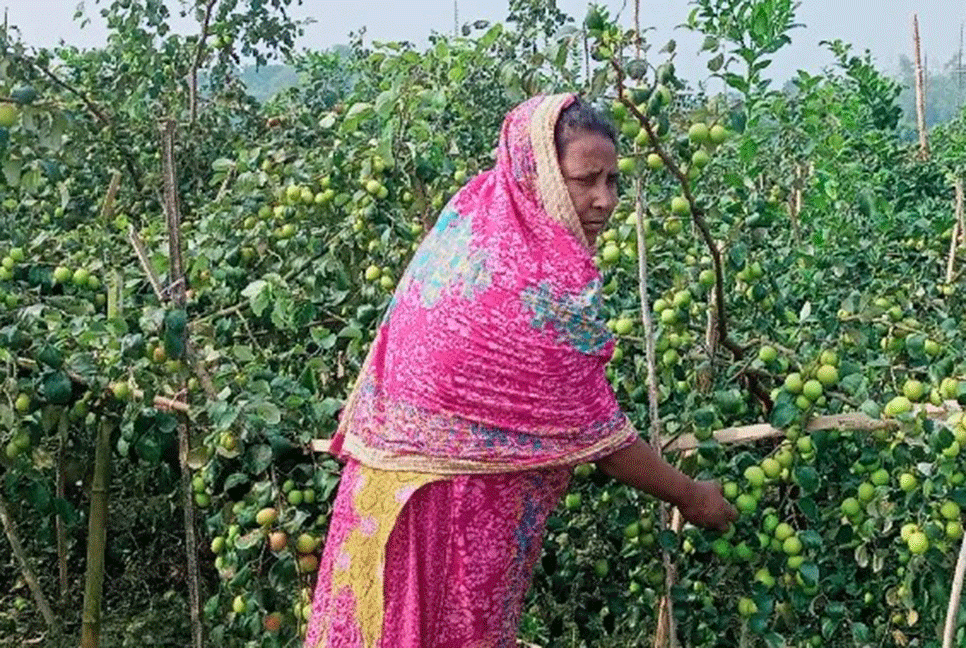 সিংড়ায় বরই চাষে সফলতা