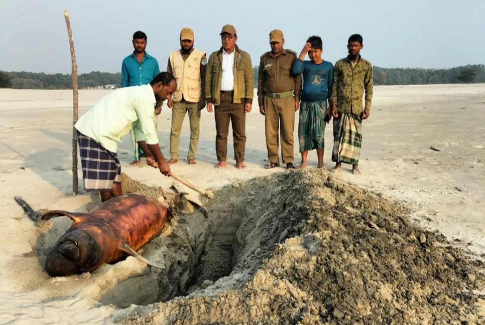 সমুদ্রসৈকতে মৃত ডলফিনকে মাটিচাপা দিলো বন বিভাগ