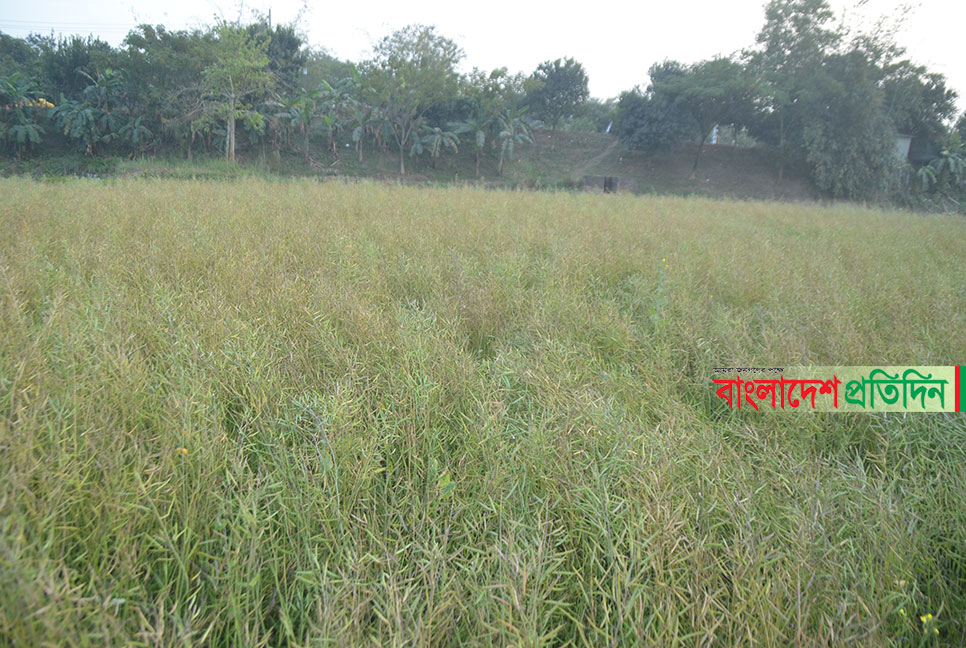 কুমিল্লায় জলাবদ্ধতা সহনশীল সরিষার চাষ বাড়ছে