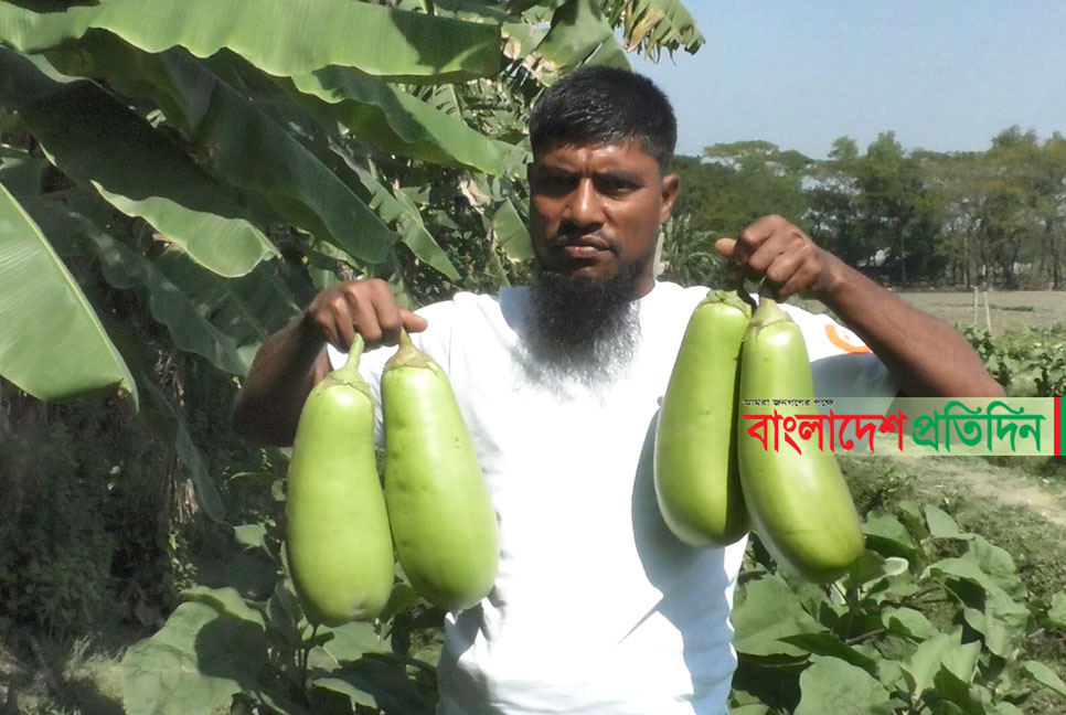 দেড় কেজির বেগুন ফলিয়ে তাক লাগালেন কৃষক সেলিম 