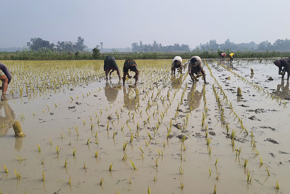 বোরো ধান রোপণে ব্যস্ত টাঙ্গাইলের কৃষকরা