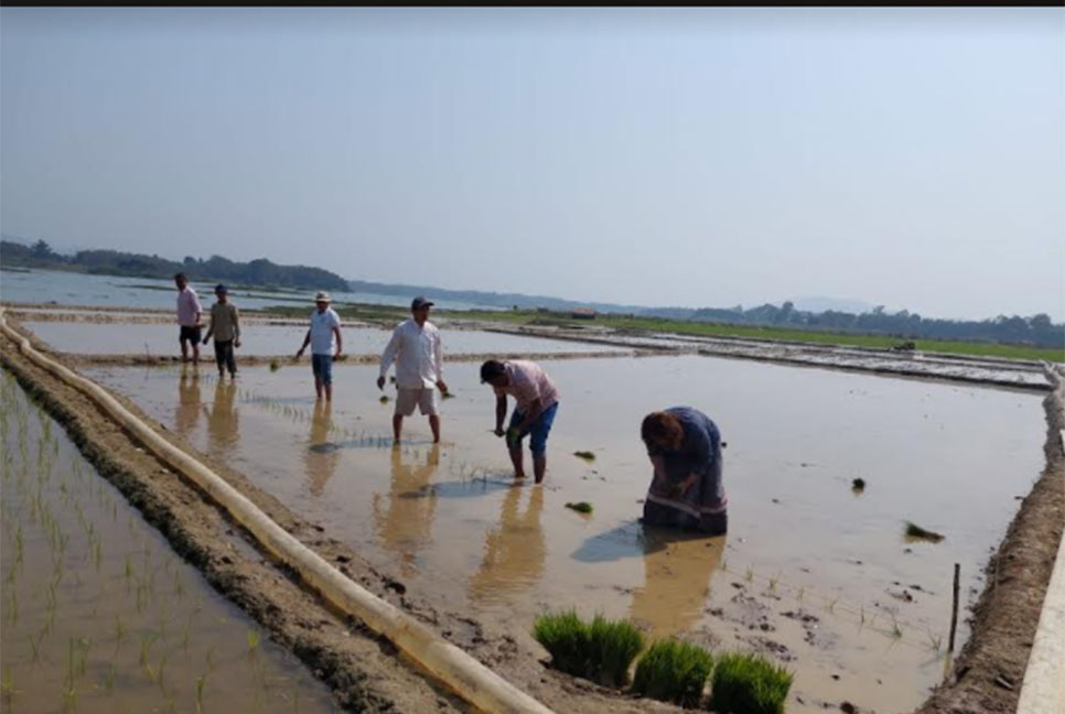 কাপ্তাই হ্রদে জলে ভাসা জমিতে চাষাবাদ শুরু