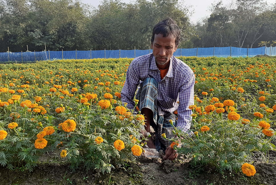 ফুল চাষে ভাগ্যবদল গপিনাথের