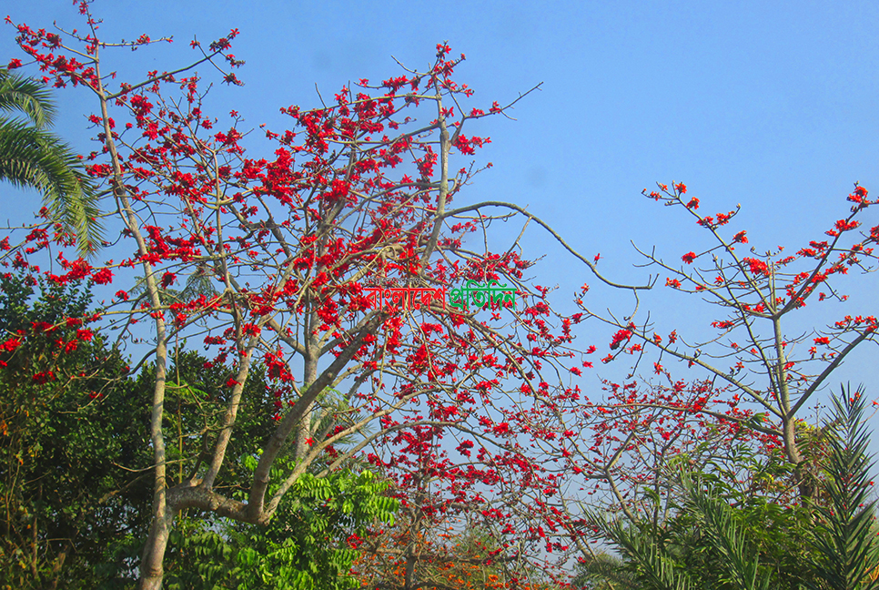 ডালে ডালে আগুন ছড়াচ্ছে শিমুল ফুল