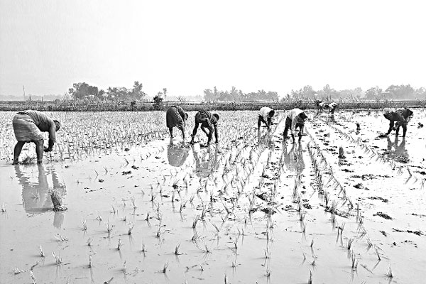 বোরো আবাদে ব্যস্ত কৃষক