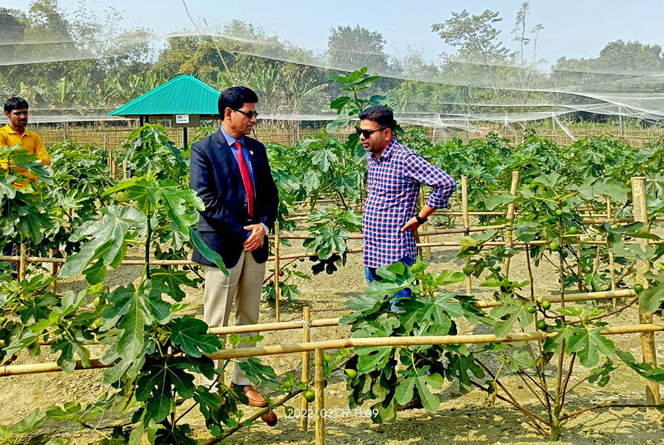 বগুড়ায় ত্বীন ফল চাষে সফলতা