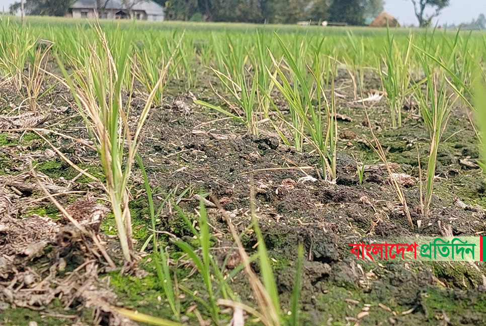 সেচে প্রতিপক্ষের বাধা, মরে যাচ্ছে বোরো চারা 