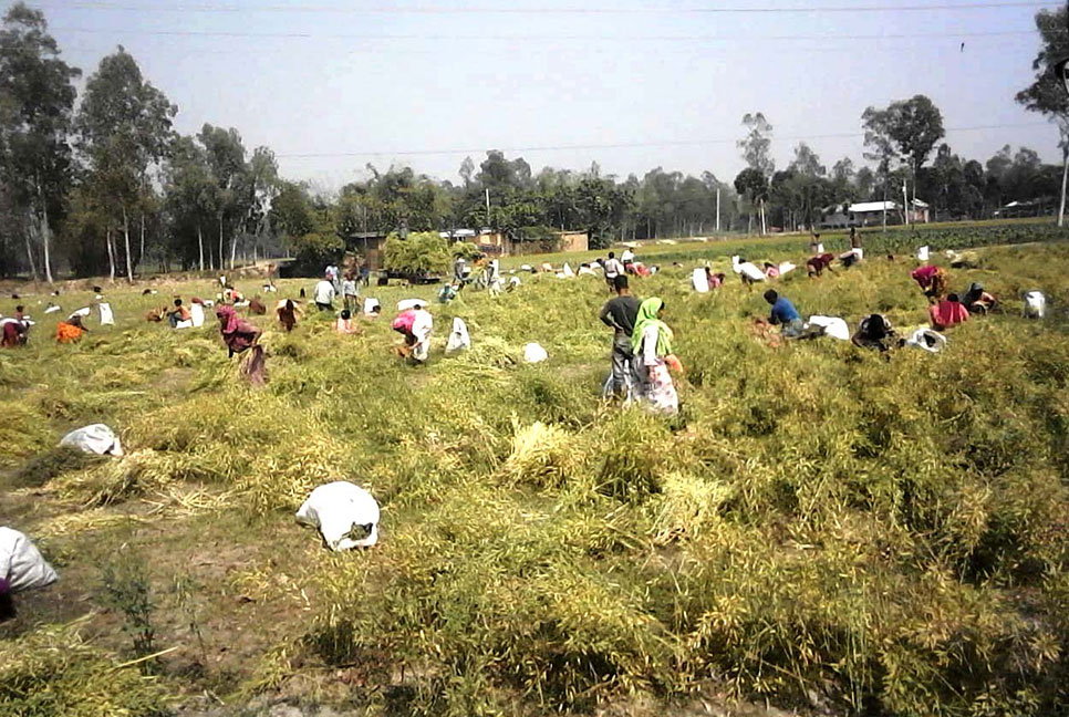 গোখাদ্য সংগ্রহে সরিষা ক্ষেতে কৃষাণীদের ভিড়