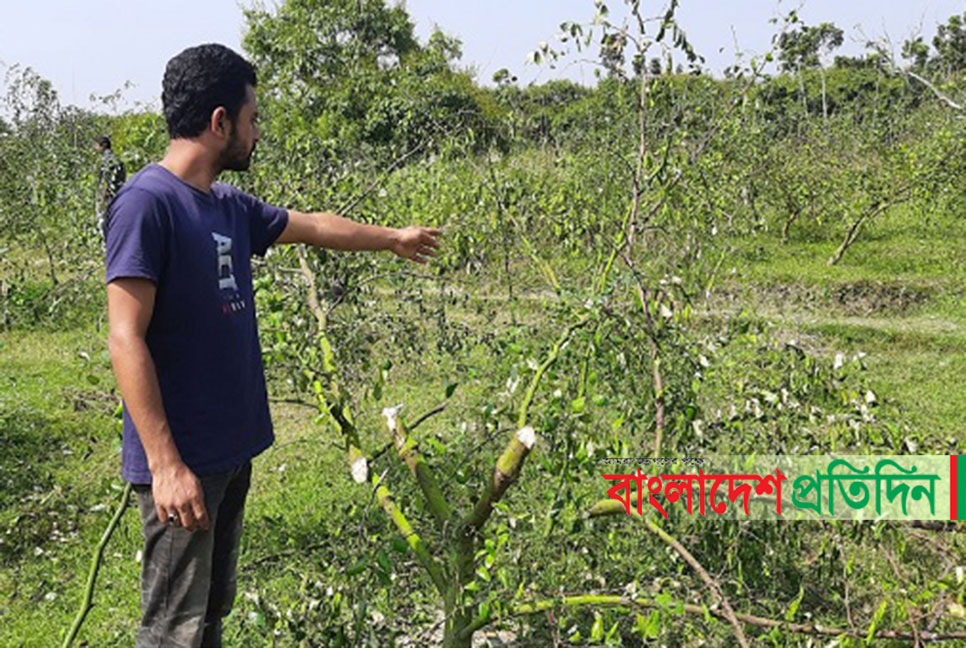 বরই গাছের সাথে শত্রুতা