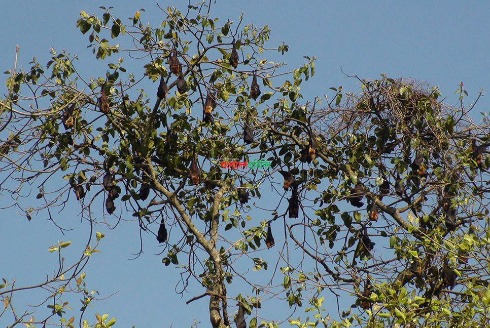 নীলফামারীতে বাদুড়ের অভয়ারণ্য