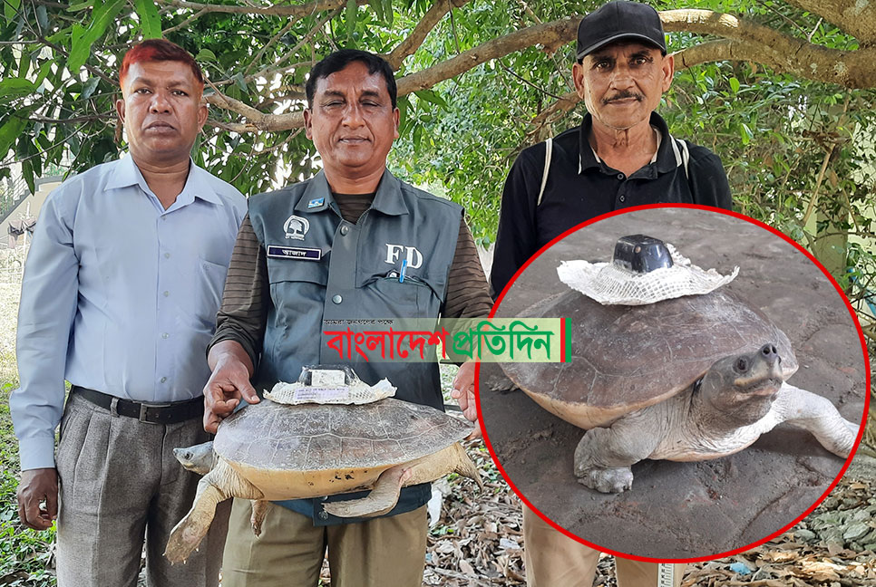 স্যাটেলাইট ট্রান্সমিটারযুক্ত আরো একটি কচ্ছপ উদ্ধার