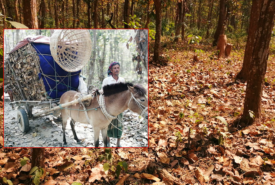 ঝড়া পাতায় সংসার চালে তিন হাজার পরিবারের