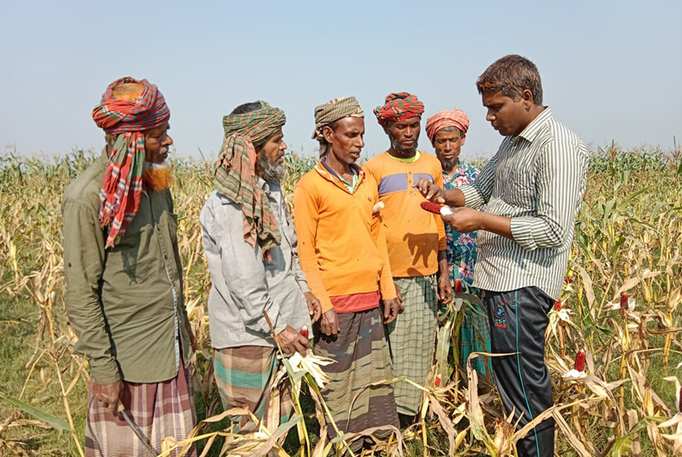 স্ট্রবেরি ভুট্টার চাষ সিরাজগঞ্জের চরাঞ্চলে