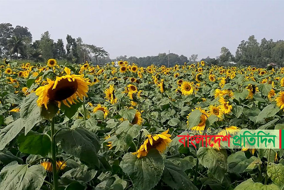 টাঙ্গাইলে আগ্রহ বাড়ছে সূর্যমুখী চাষে