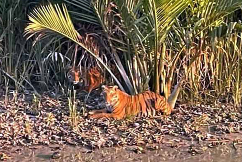 সুন্দরবনে জোড়ায় জোড়ায় ঘুরছে বাঘ, বিরল দৃশ্যে মুগ্ধ সবাই!