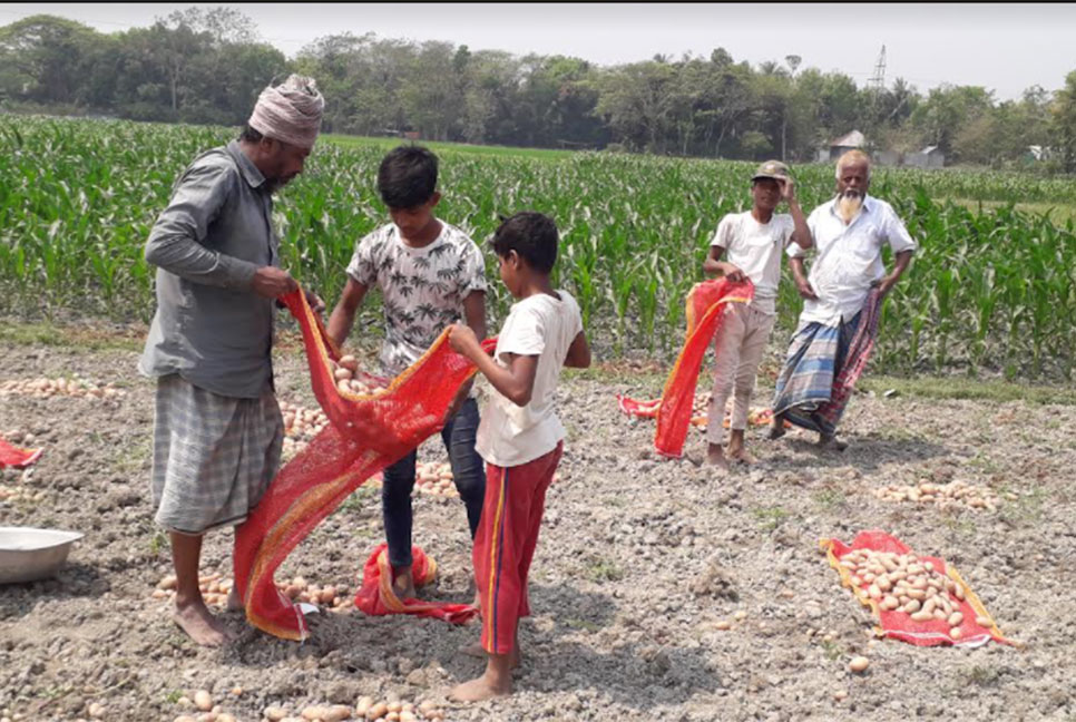 চাঁদপুরে আলু উৎপাদন প্রায় ২ লাখ মে. টন