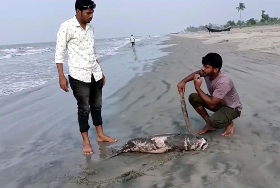 কুয়াকাটা সৈকতে ভেসে এসেছে ৫ ফুট দৈর্ঘ্যের মৃত ডলফিন