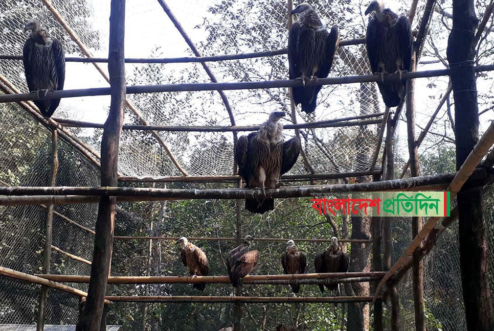 খোলা আকাশে অবমুক্ত বিলুপ্ত প্রায় ১৯ শকুন 