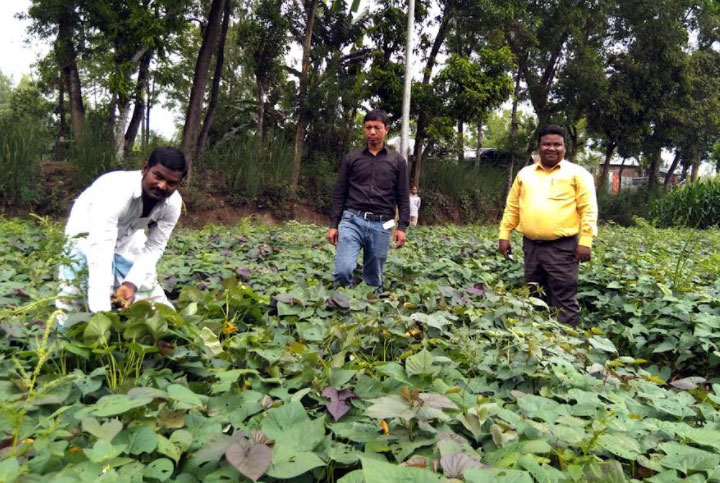 দিনাজপুরে
জাপানি মিষ্টি আলুতে দ্বিগুণ ফলন, চাষে আগ্রহ