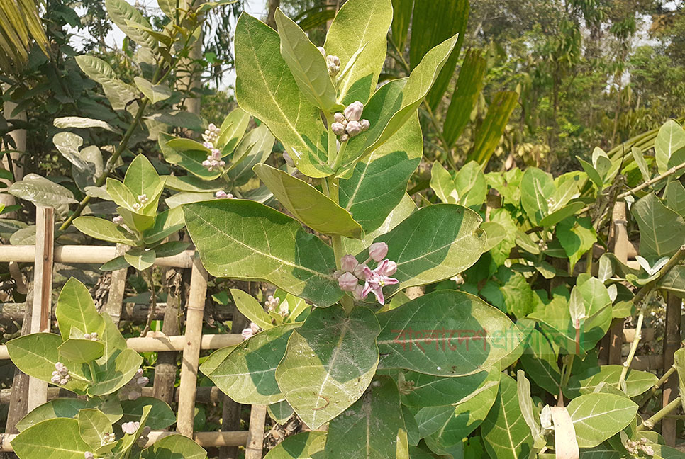 নীলফামারী থেকে হারিয়ে যাচ্ছে মহৌষধী আকন্দ