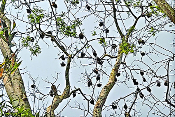 বাদুড়ের অভয়ারণ্য নড়াইলের বাঁশগ্রাম