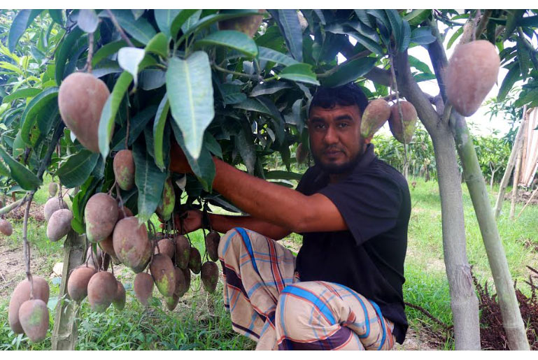 বারোমাসি আম বাগানে সফলতার স্বপ্ন 