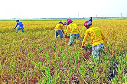 হাওরাঞ্চলে এবারও বিপর্যয়