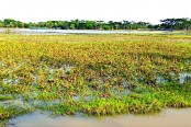 টানা বৃষ্টিপাতে ক্ষতির মুখে চীনাবাদাম, মিষ্টি আলুসহ নানা রবি শস্য