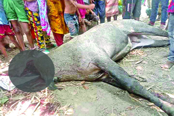 ঠাকুরগাঁওয়ে বিলুপ্ত নীলগাই জবাই