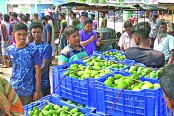 বাজারে এলো ফলের রাজা