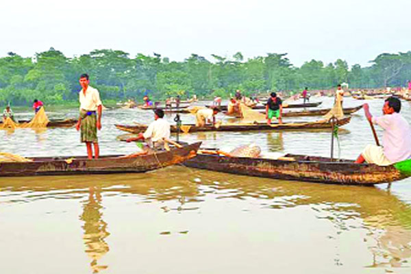 ‘সাদা সোনার’ বিপর্যয়ের শঙ্কা  