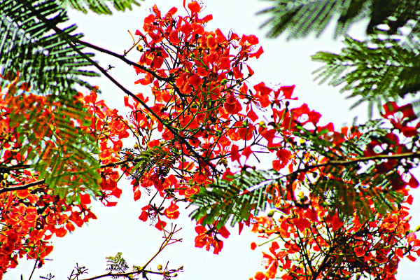 কৃষ্ণচূড়ার লালে অপরূপ প্রকৃতি