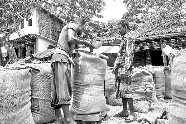 ধানের দাম নিয়ে হতাশ কৃষক