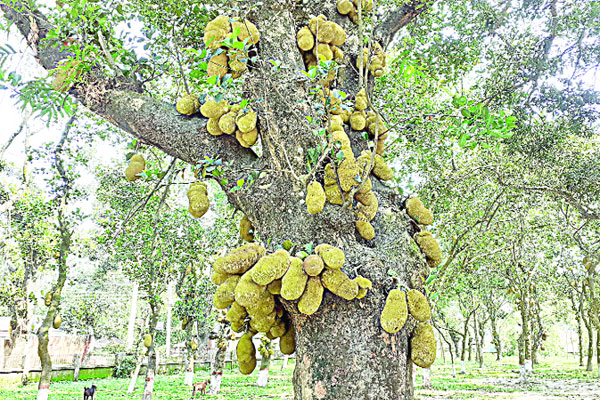 সুগন্ধ ছড়াচ্ছে গ্রীষ্মের ফল