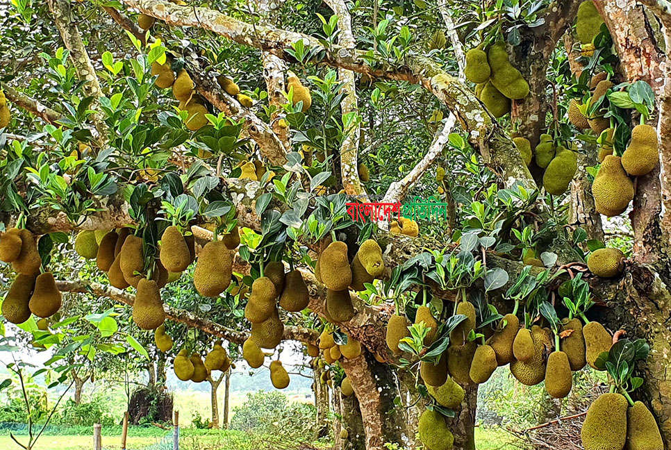 ব্রাহ্মণবাড়িয়ায় ২২ কোটি টাকার কাঁঠাল বিক্রির সম্ভাবনা