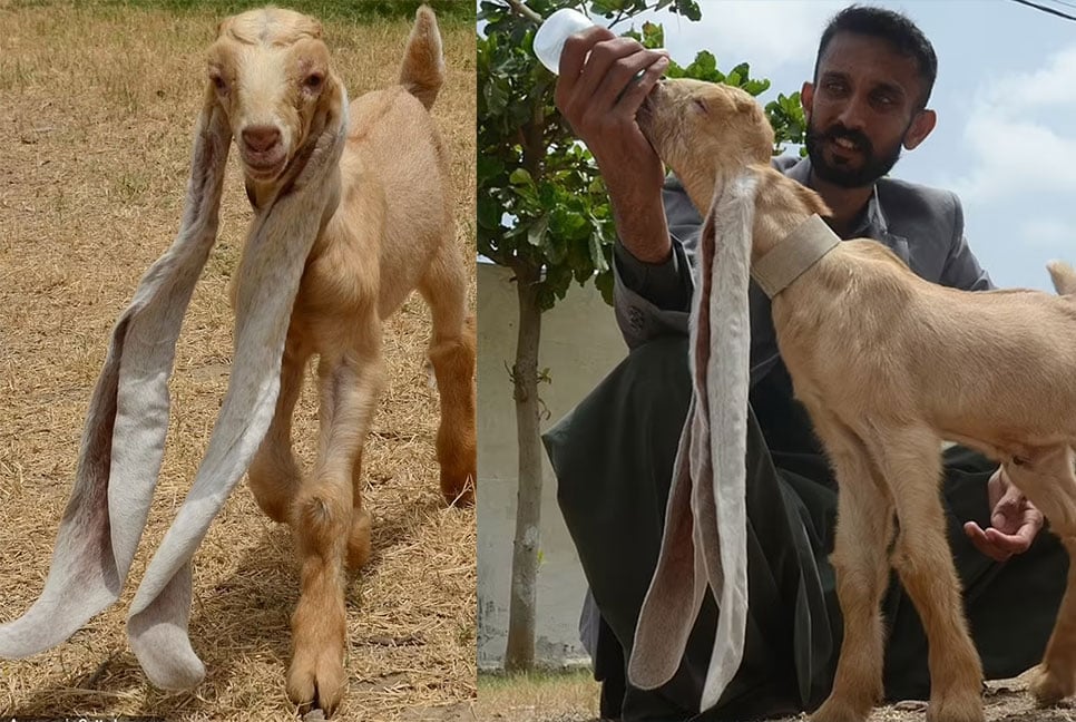 বিশ্ব রেকর্ডের অপেক্ষায় সবচেয়ে বড় কানের ছাগল ছানা 