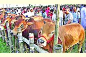 স্বাস্থ্যবিধি মেনে রাজধানীতে বসছে ১৮ পশুর হাট