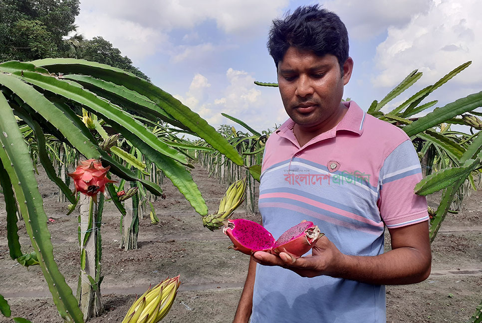 ড্রাগনে রঙিন মাঠ