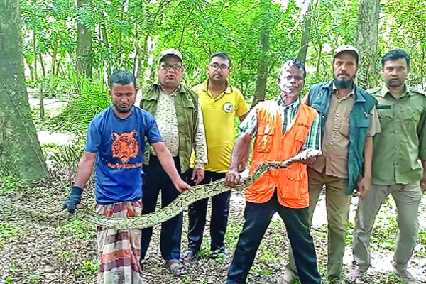 সুন্দরবনের অজগর লোকালয়ে উদ্ধার, বনে অবমুক্ত