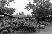 অবৈধ করাত কলের ছড়াছড়ি