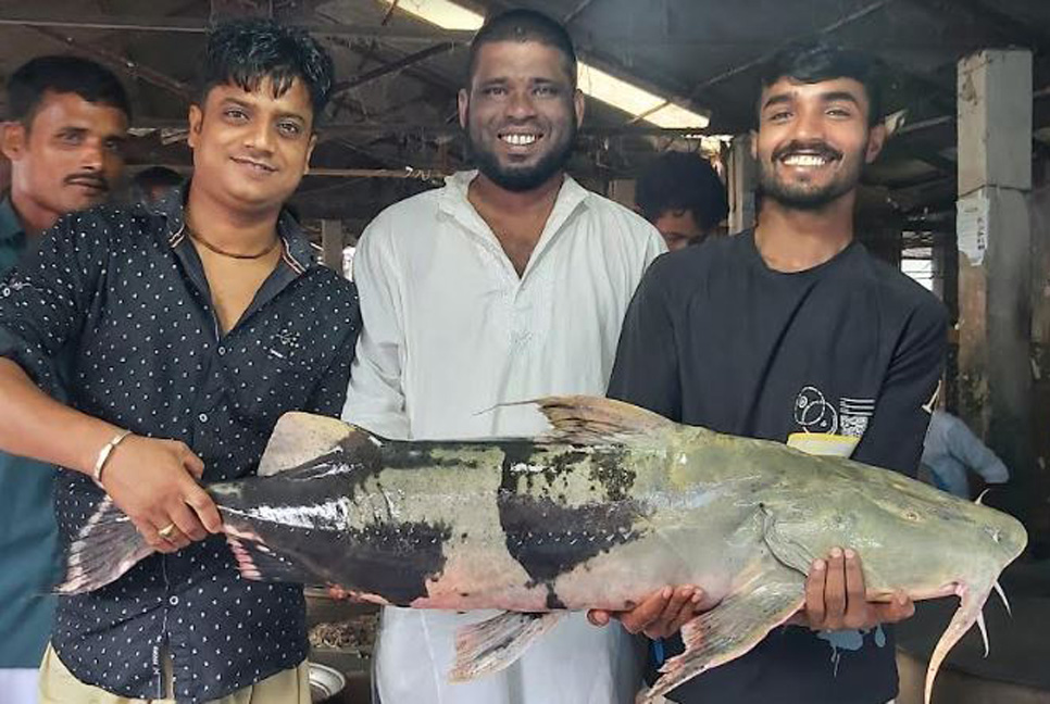 চরভদ্রাসনে ২২ কেজি ওজনের বাঘাইড় মাছ