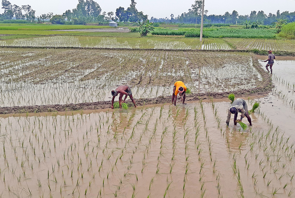 শ্রাবণের বৃষ্টি মাথায় নিয়েই আমন মাঠে চাষিরা