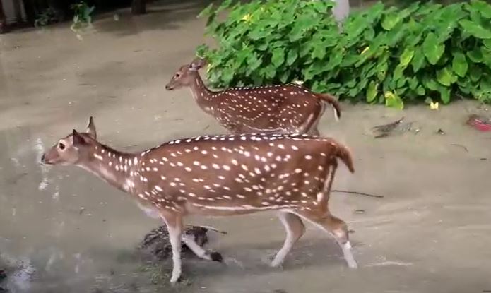 নিঝুমদ্বীপের নিম্নাঞ্চল প্লাবিত, লোকালয়ে হরিণ